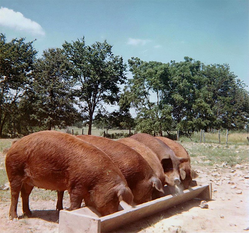 Ladies eating at a trough